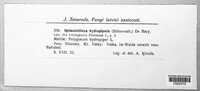 Sphacelotheca hydropiperis image